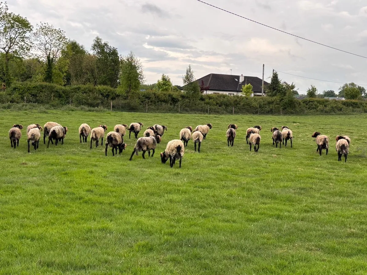 25 Hoggets - Image 2