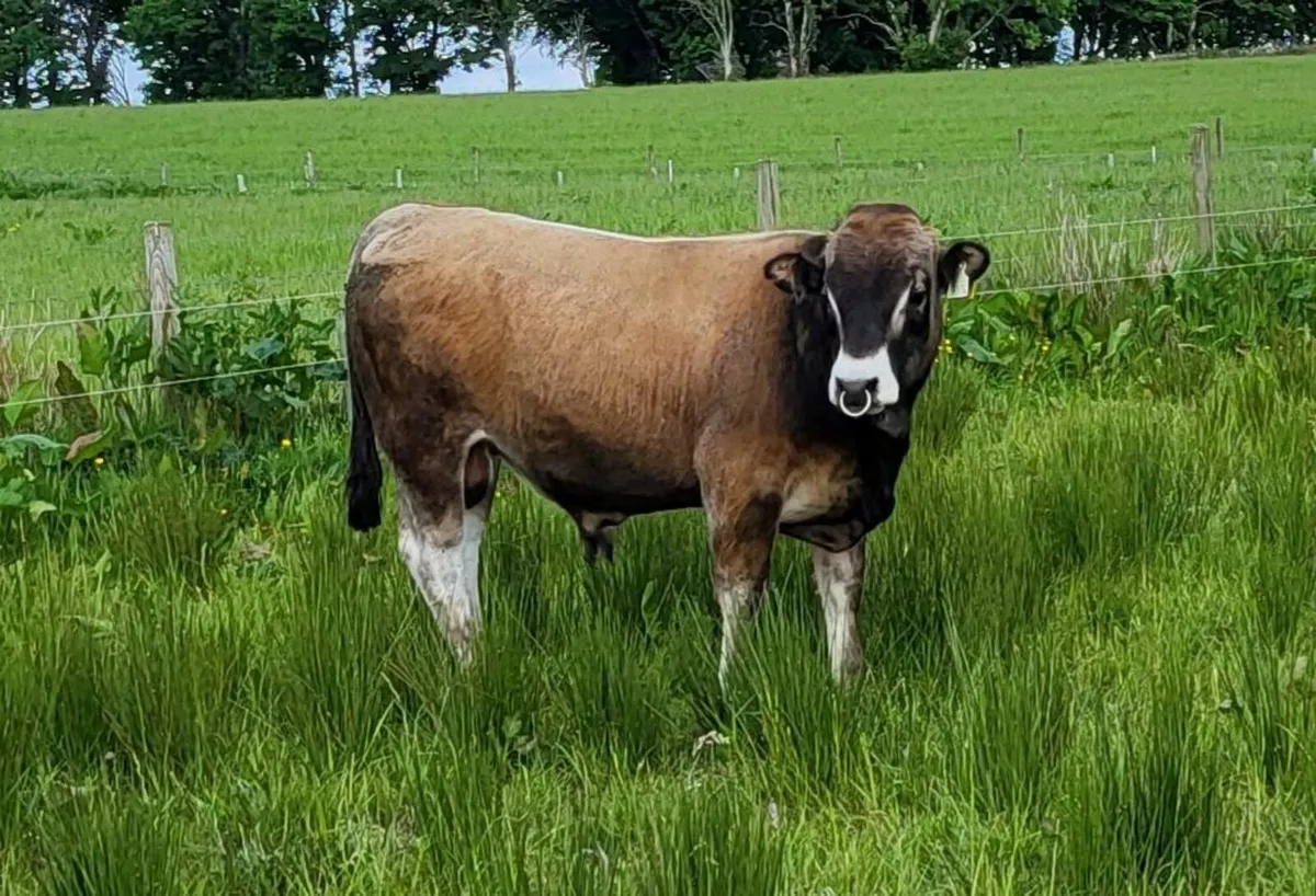 6 Pedigree Registered Aubrac Bulls for Sale - Image 2