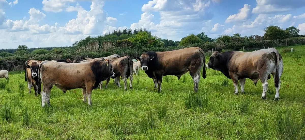 6 Pedigree Registered Aubrac Bulls for Sale - Image 3