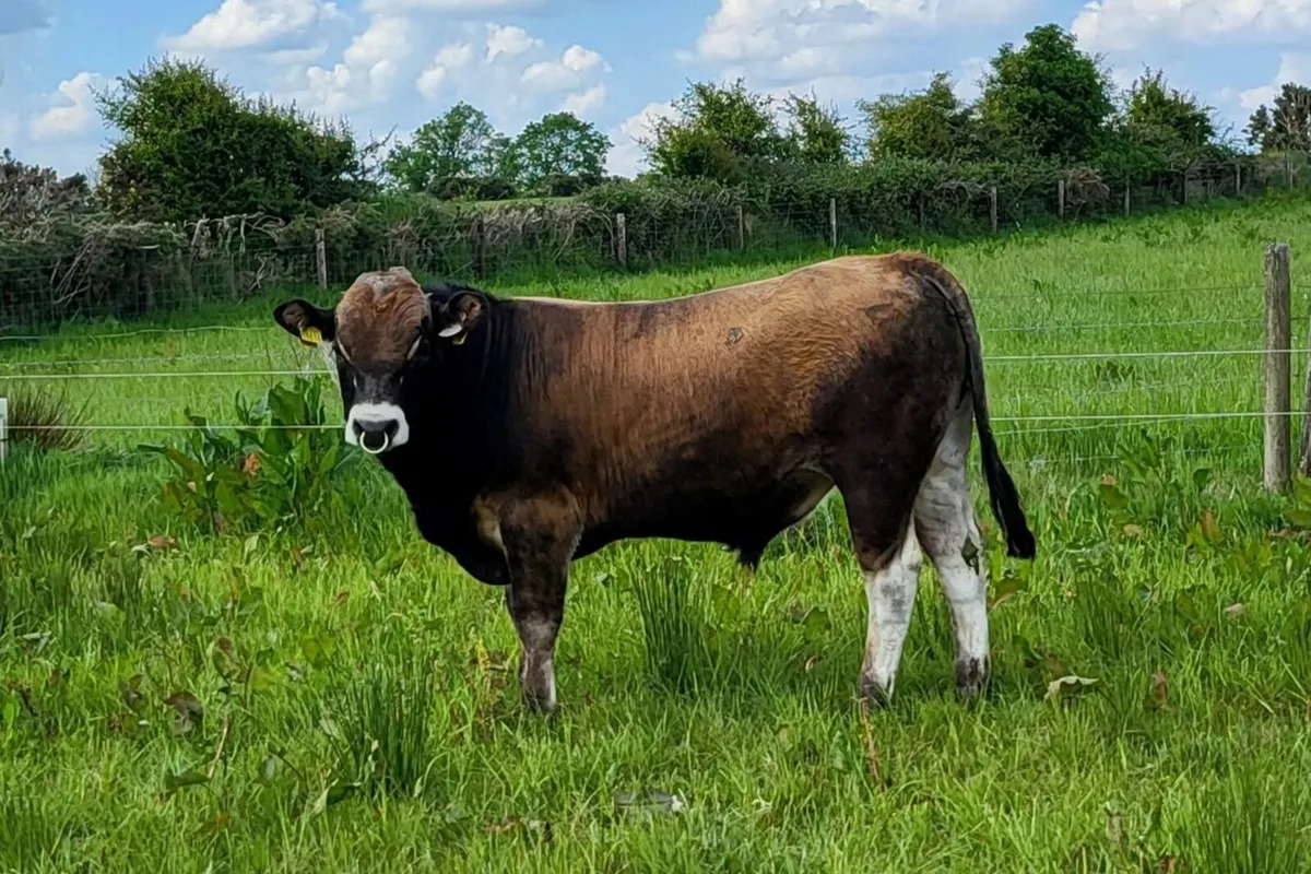 6 Pedigree Registered Aubrac Bulls for Sale - Image 4