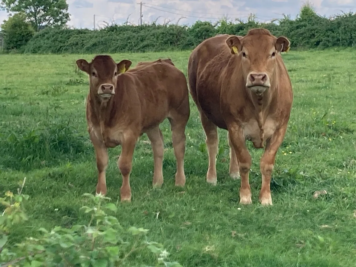 Cow and calf - Image 1