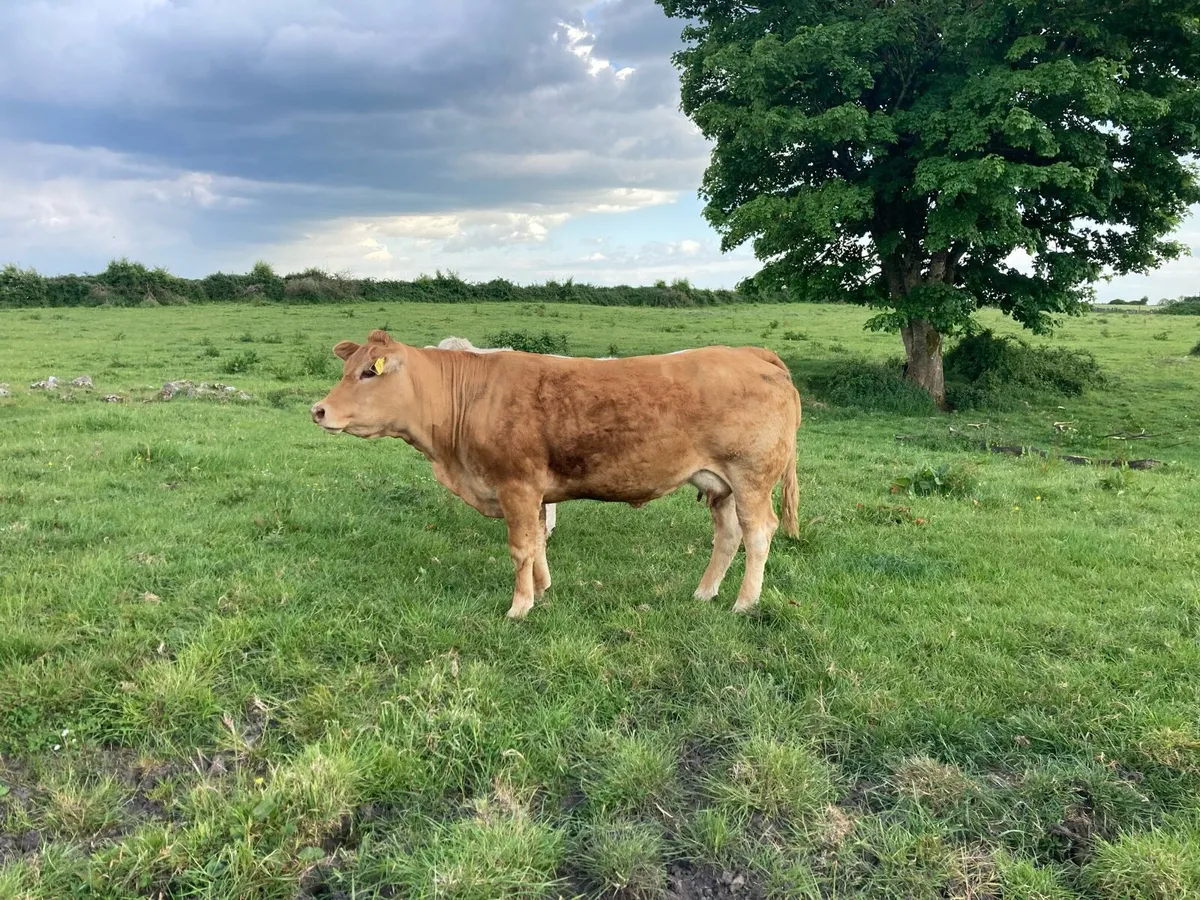 Cow and calf - Image 2