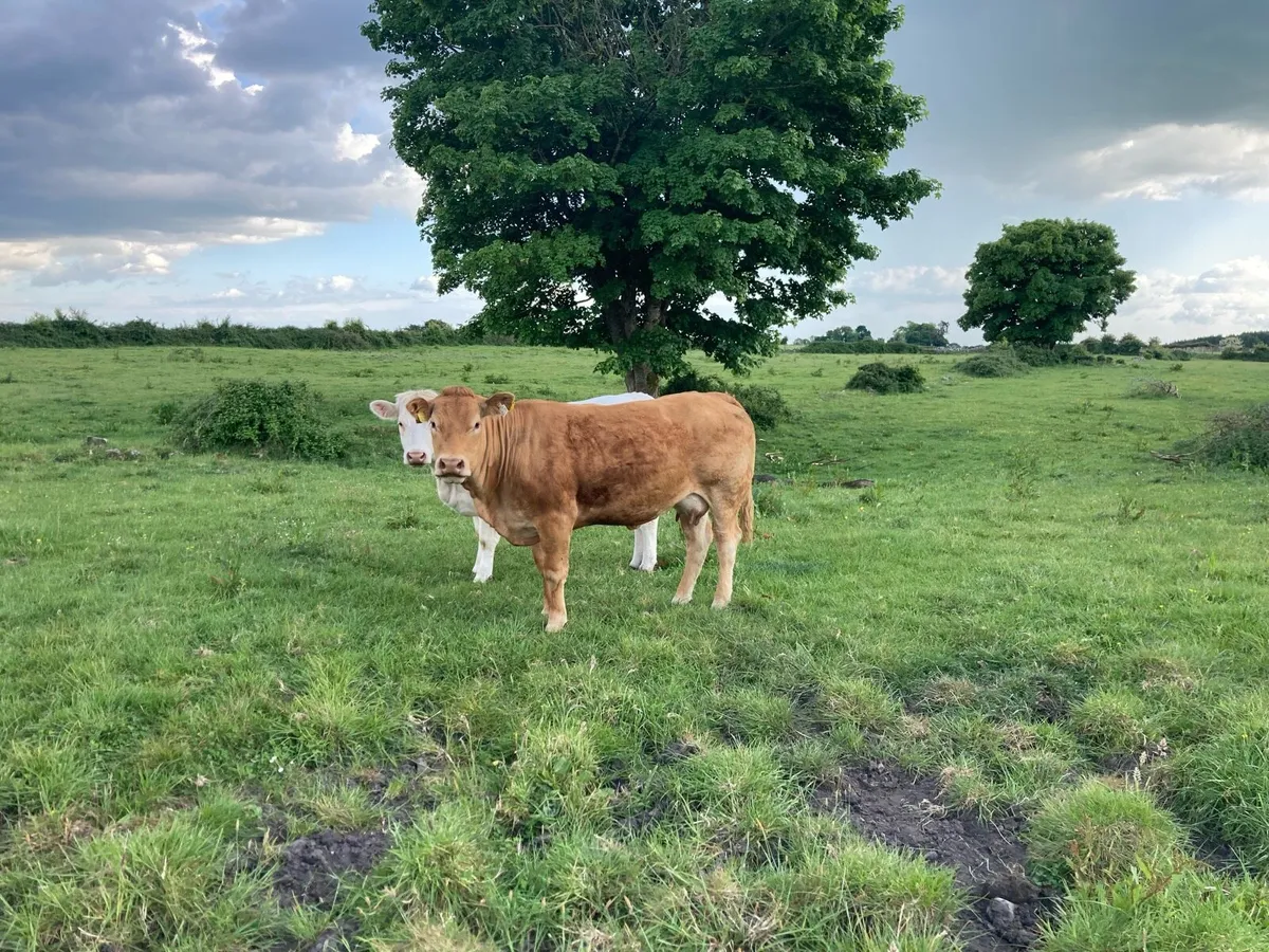 Cow and calf - Image 3