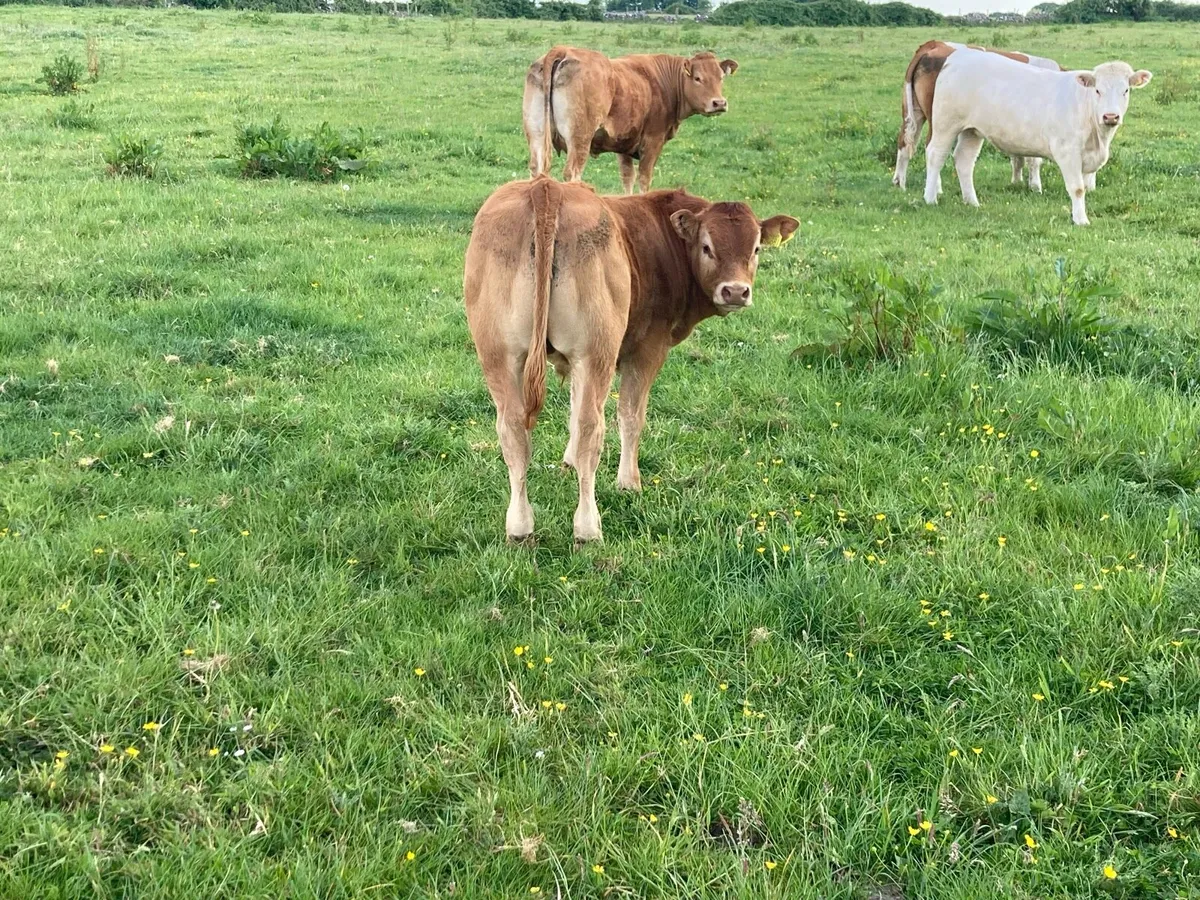 Cow and calf - Image 4