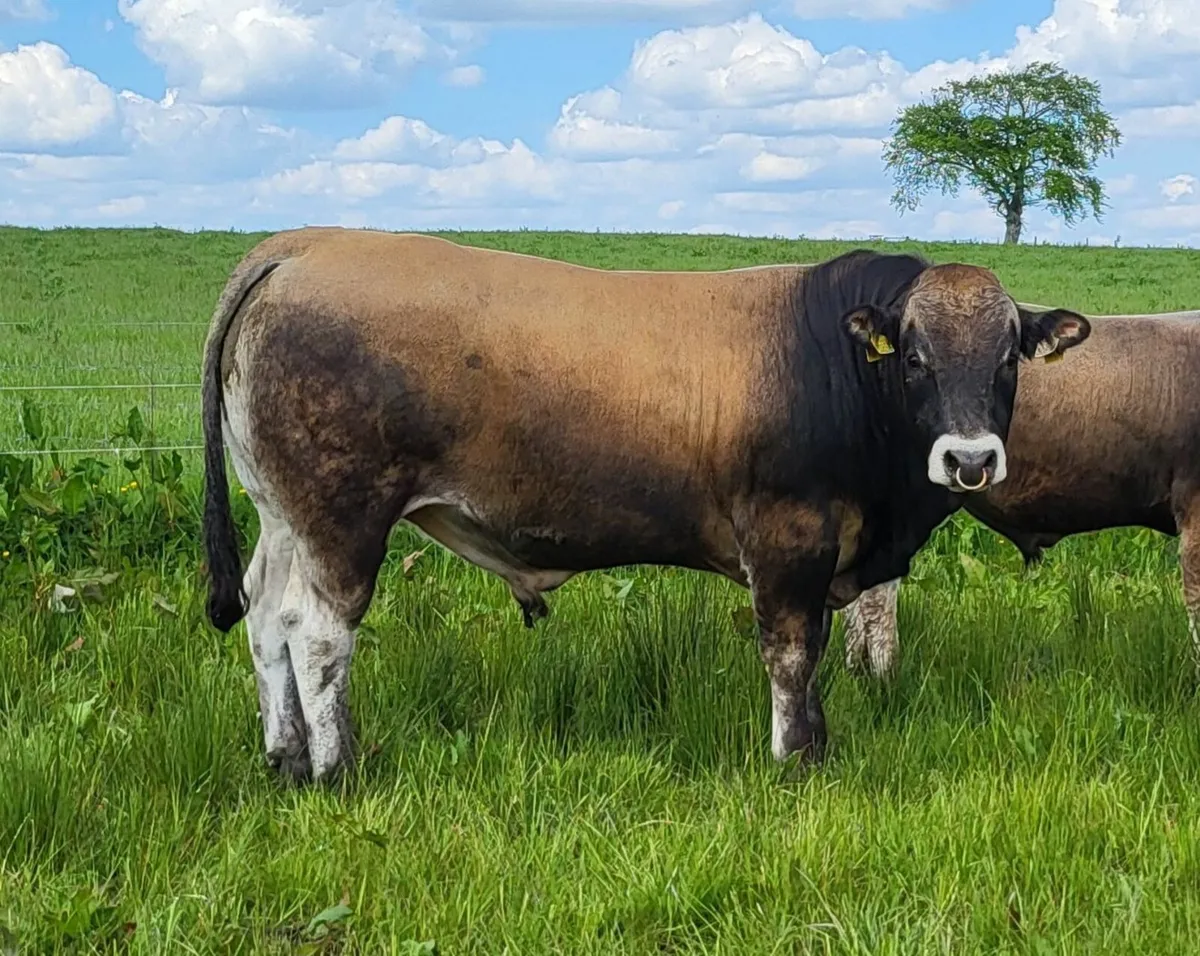 6 Pedigree Registered Aubrac Bulls for Sale - Image 1