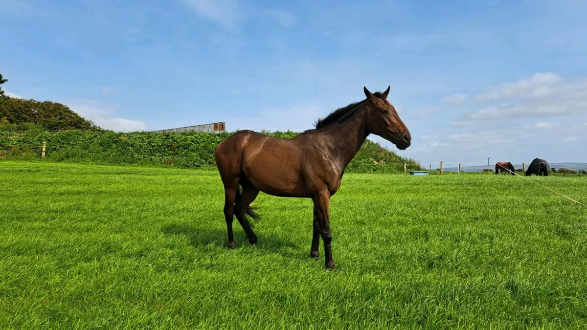 5yo gelding - Image 1