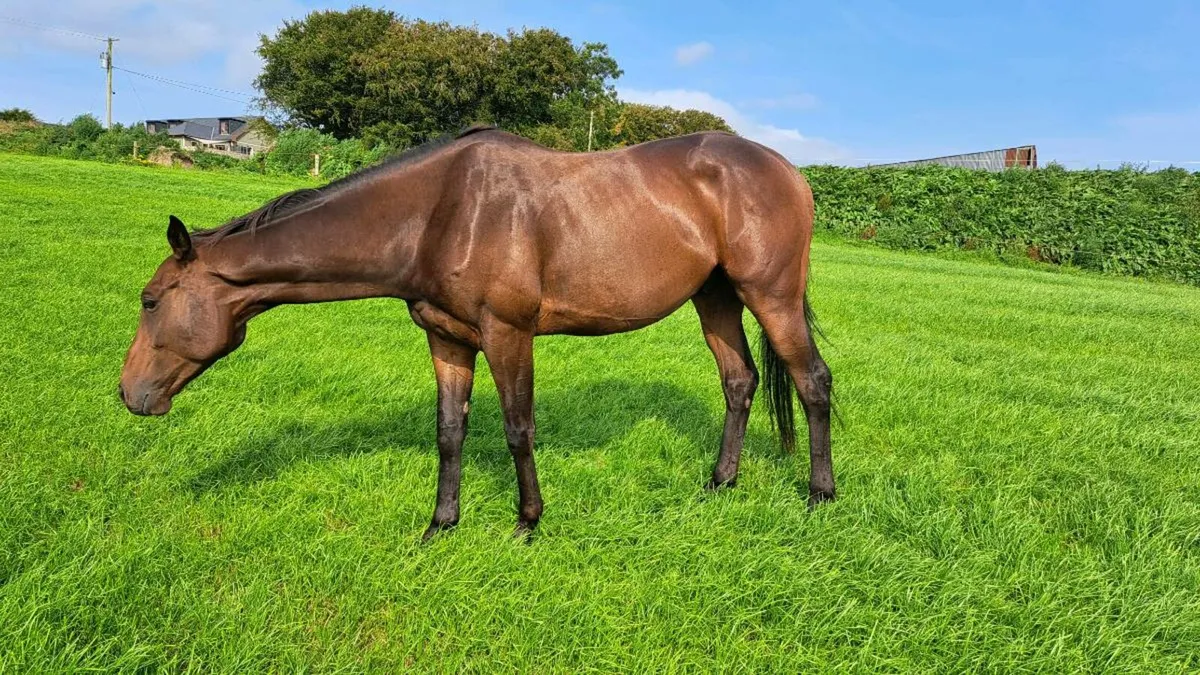 5yo gelding - Image 2