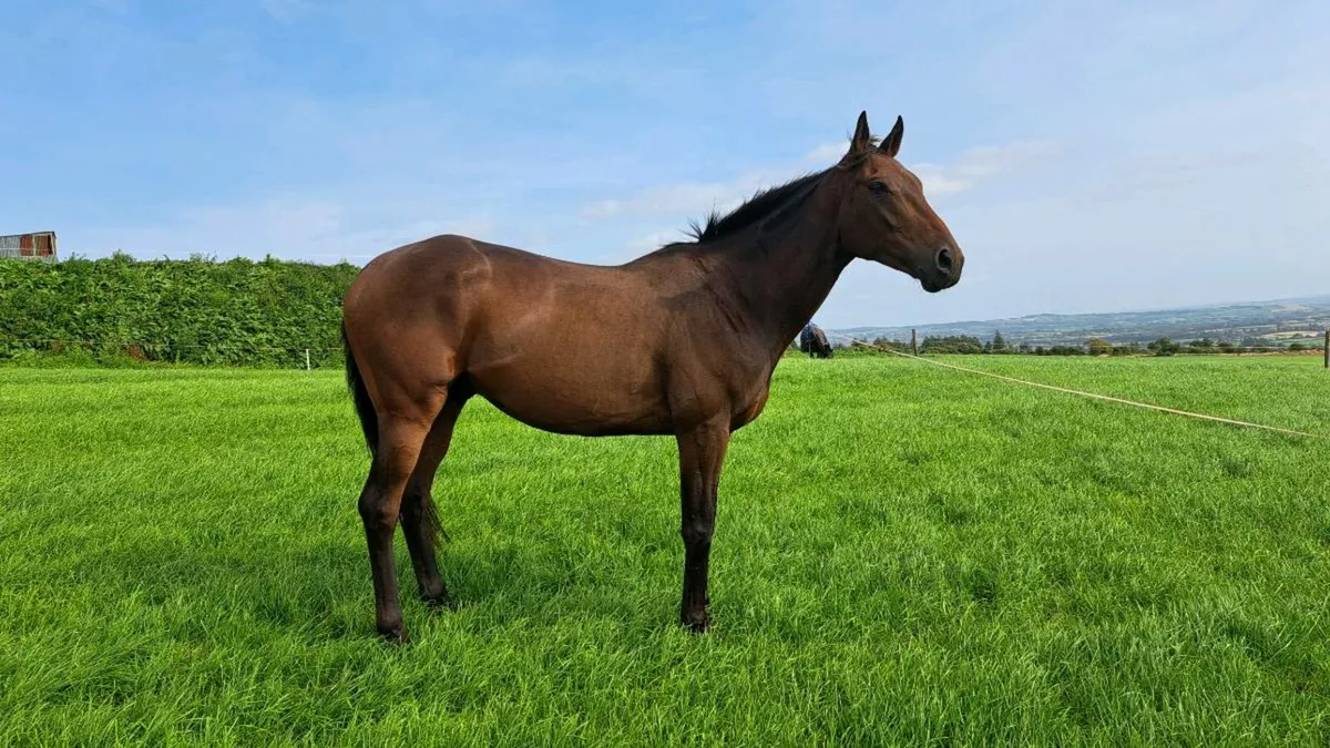 5yo gelding - Image 3