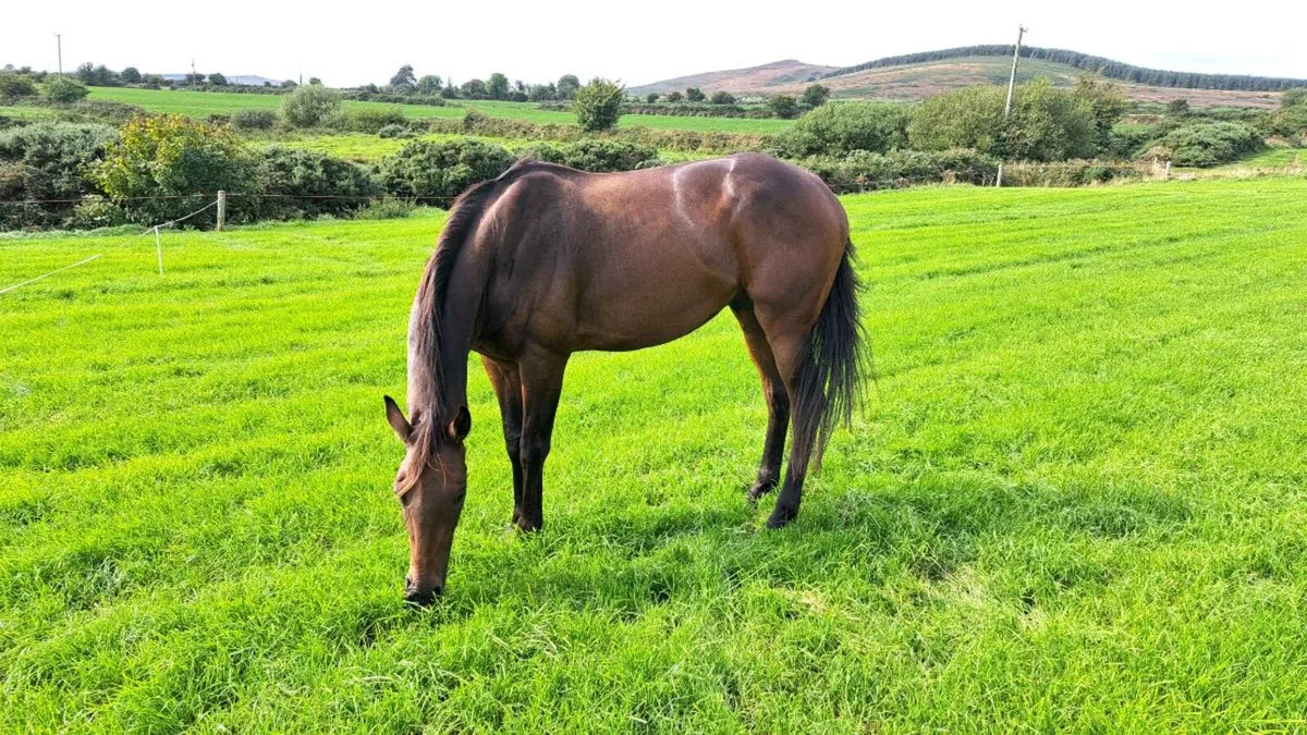 5yo gelding - Image 4