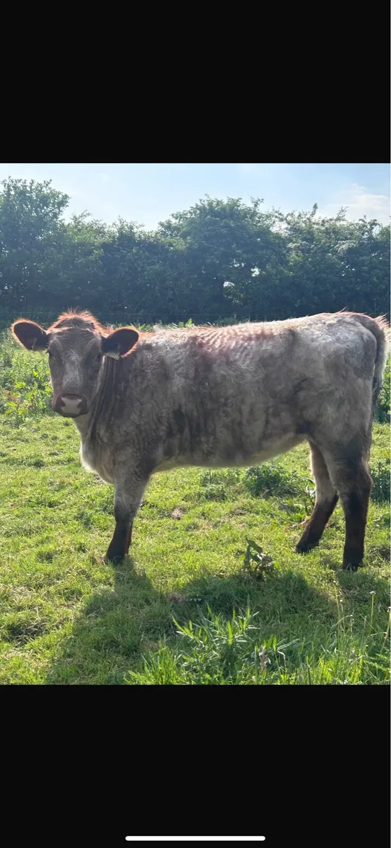 Beef Roan Shorthorn Heifers - Image 2