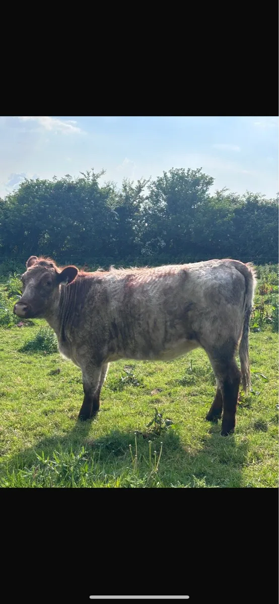 Beef Roan Shorthorn Heifers - Image 4