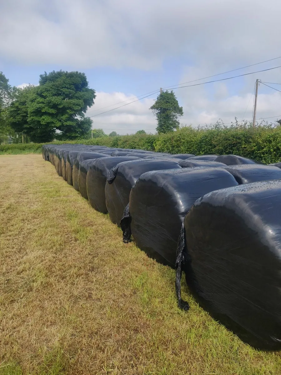Silage ( first cut) - Image 3