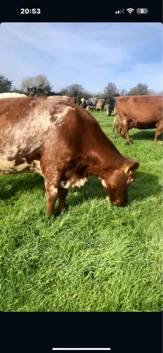 Beef Roan Shorthorn Heifers - Image 1