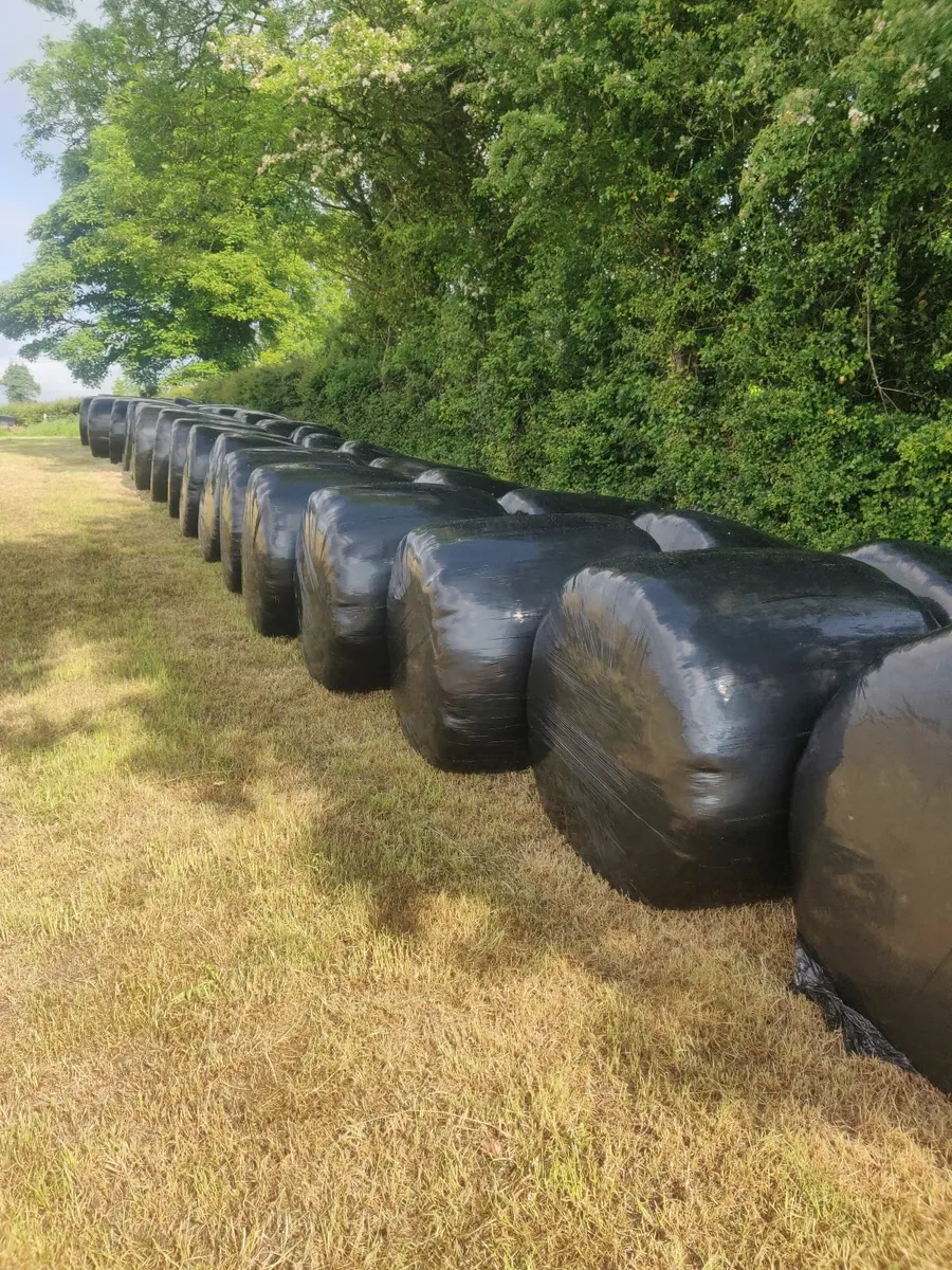 Silage ( first cut) - Image 2