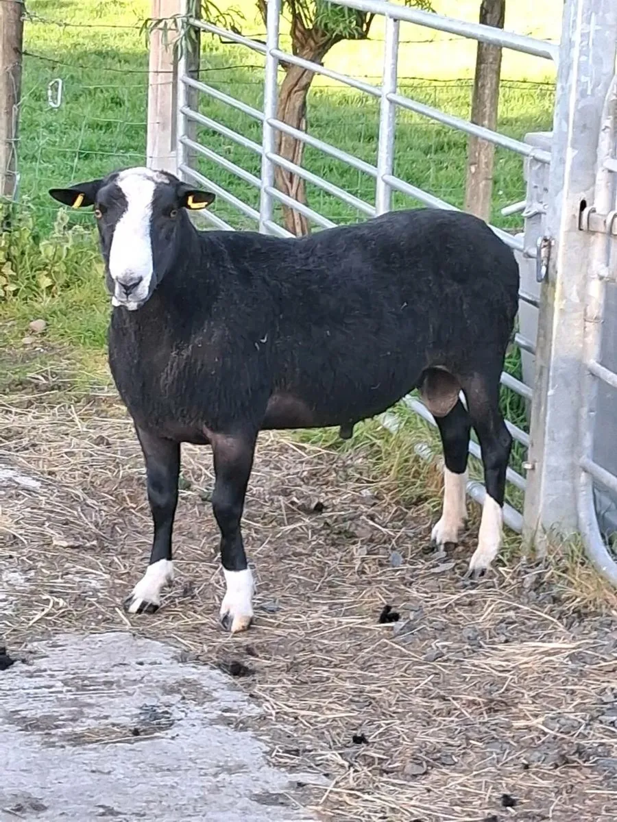 Zwartble ram - Image 1