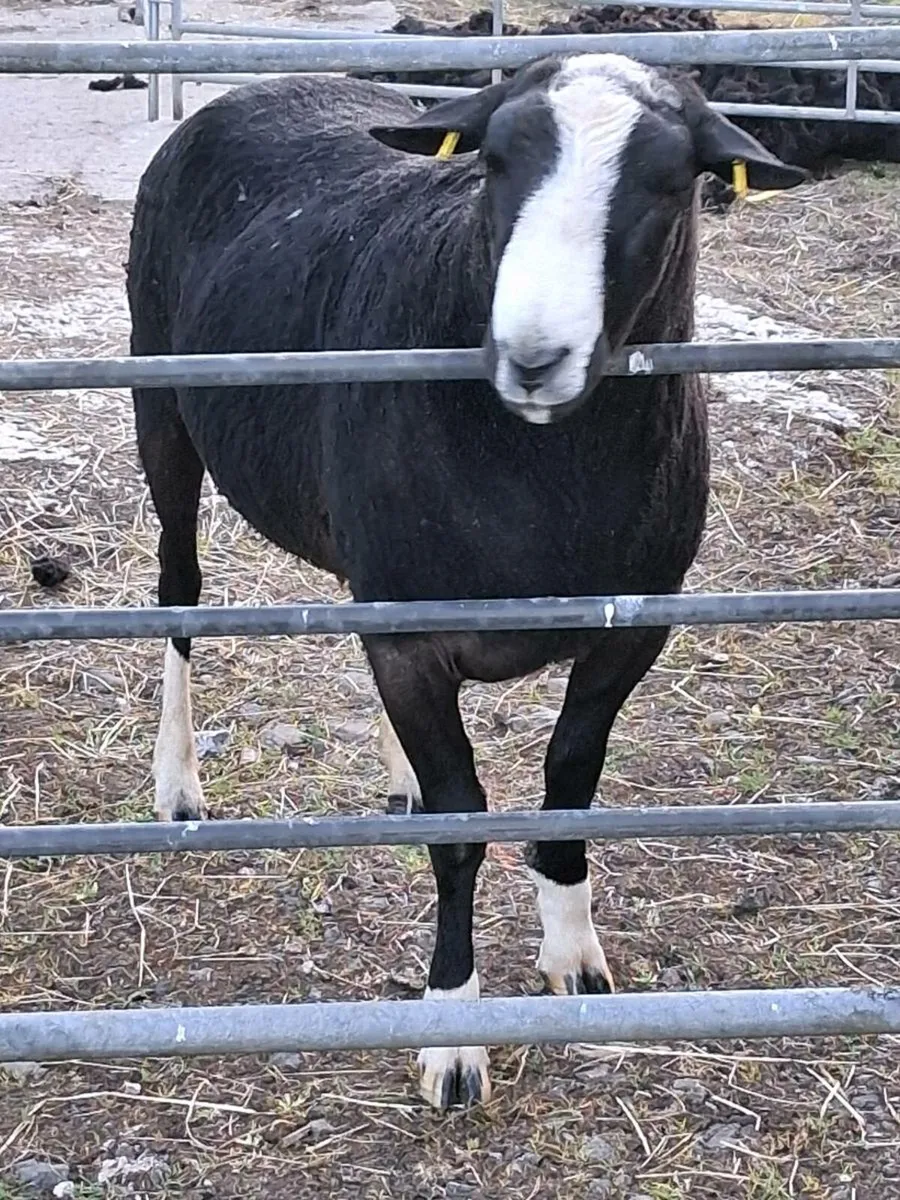 Zwartble ram - Image 4