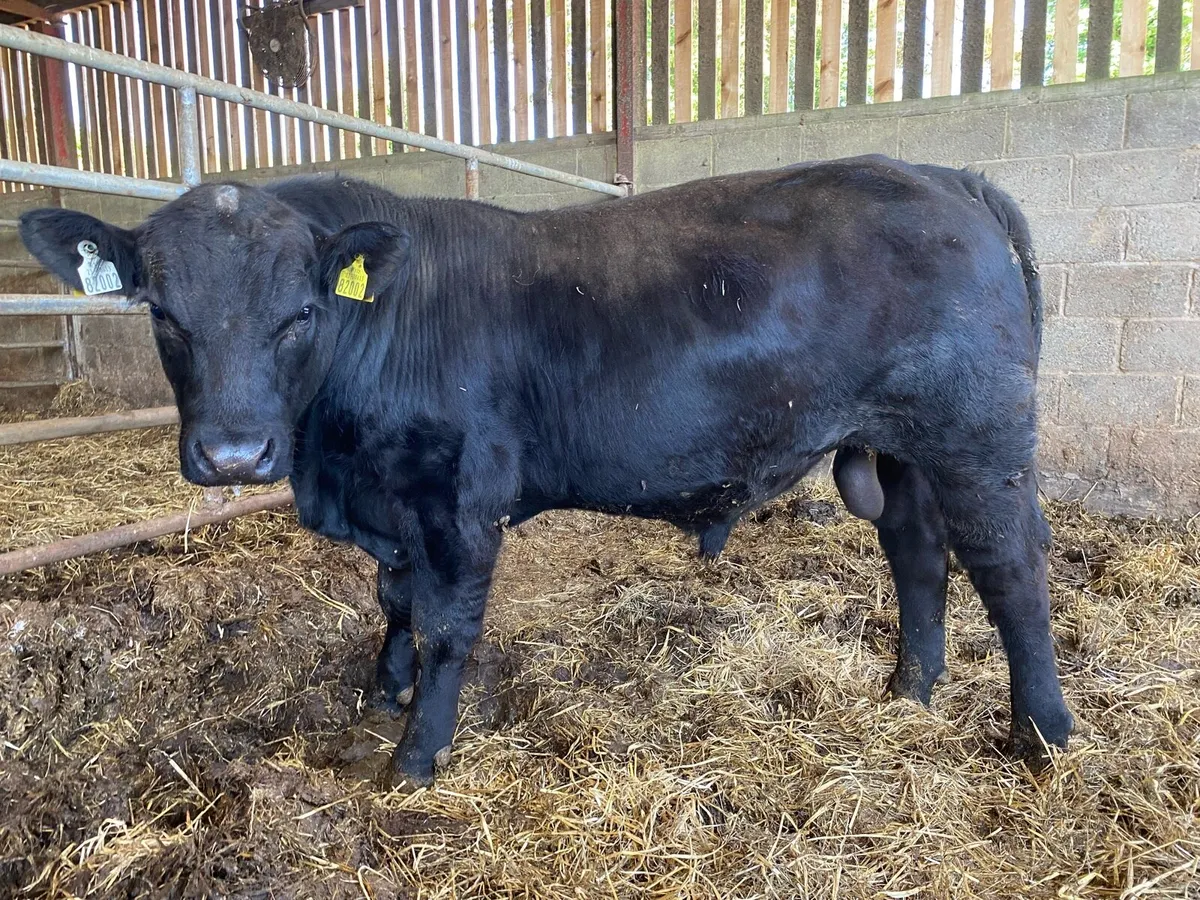 Aberdeen Angus bull - Image 1