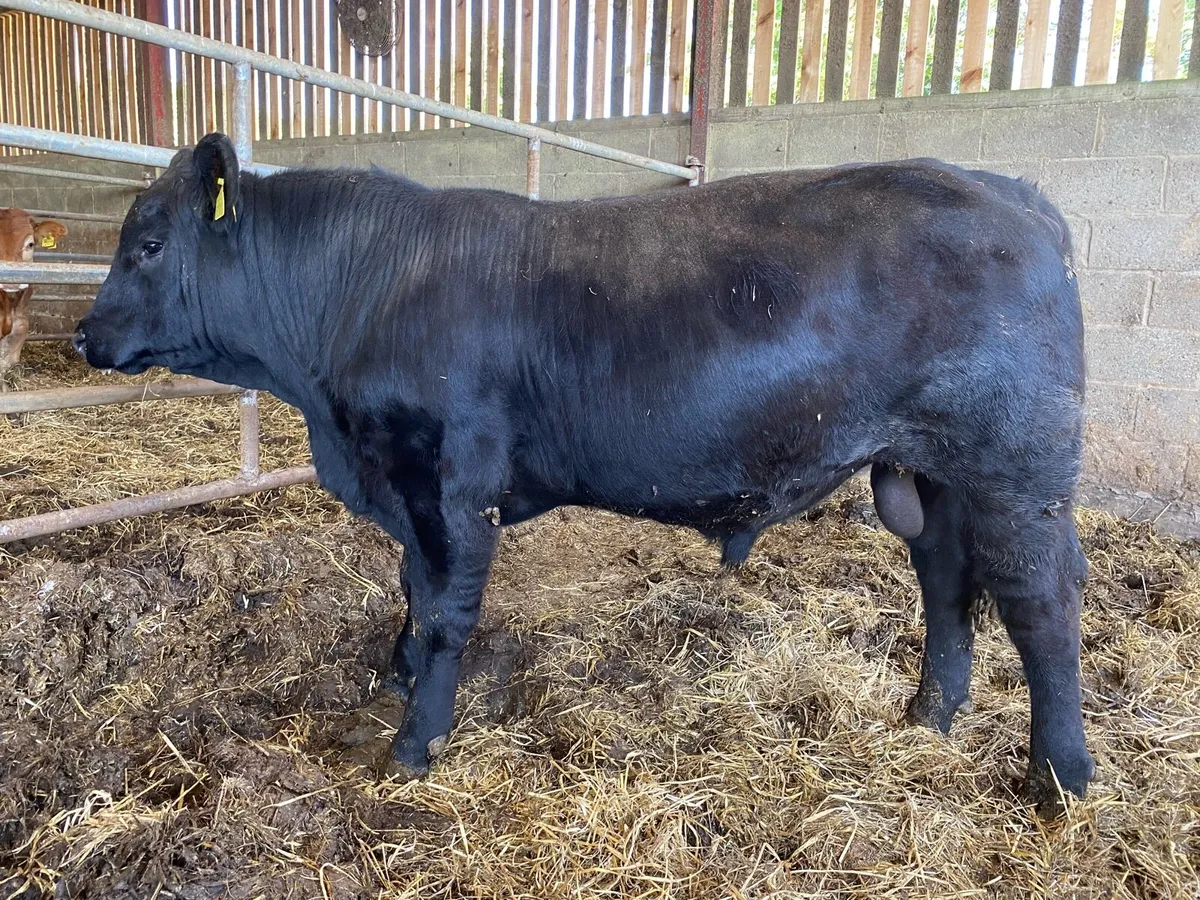 Aberdeen Angus bull - Image 2