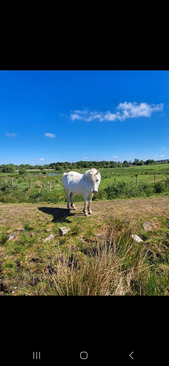 12 Year Old Connemara mare - Image 2