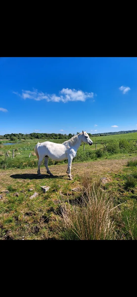 12 Year Old Connemara mare - Image 1