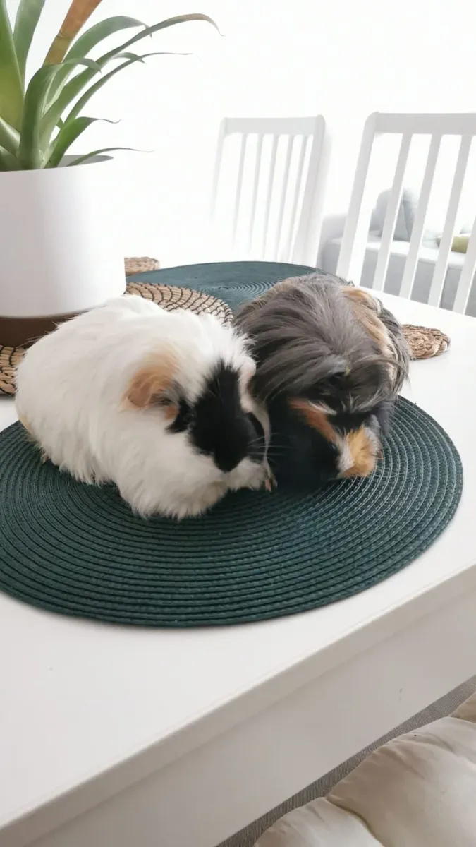 Guinea Pigs - Image 1