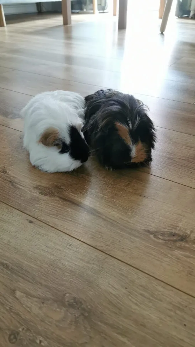 Guinea Pigs - Image 2