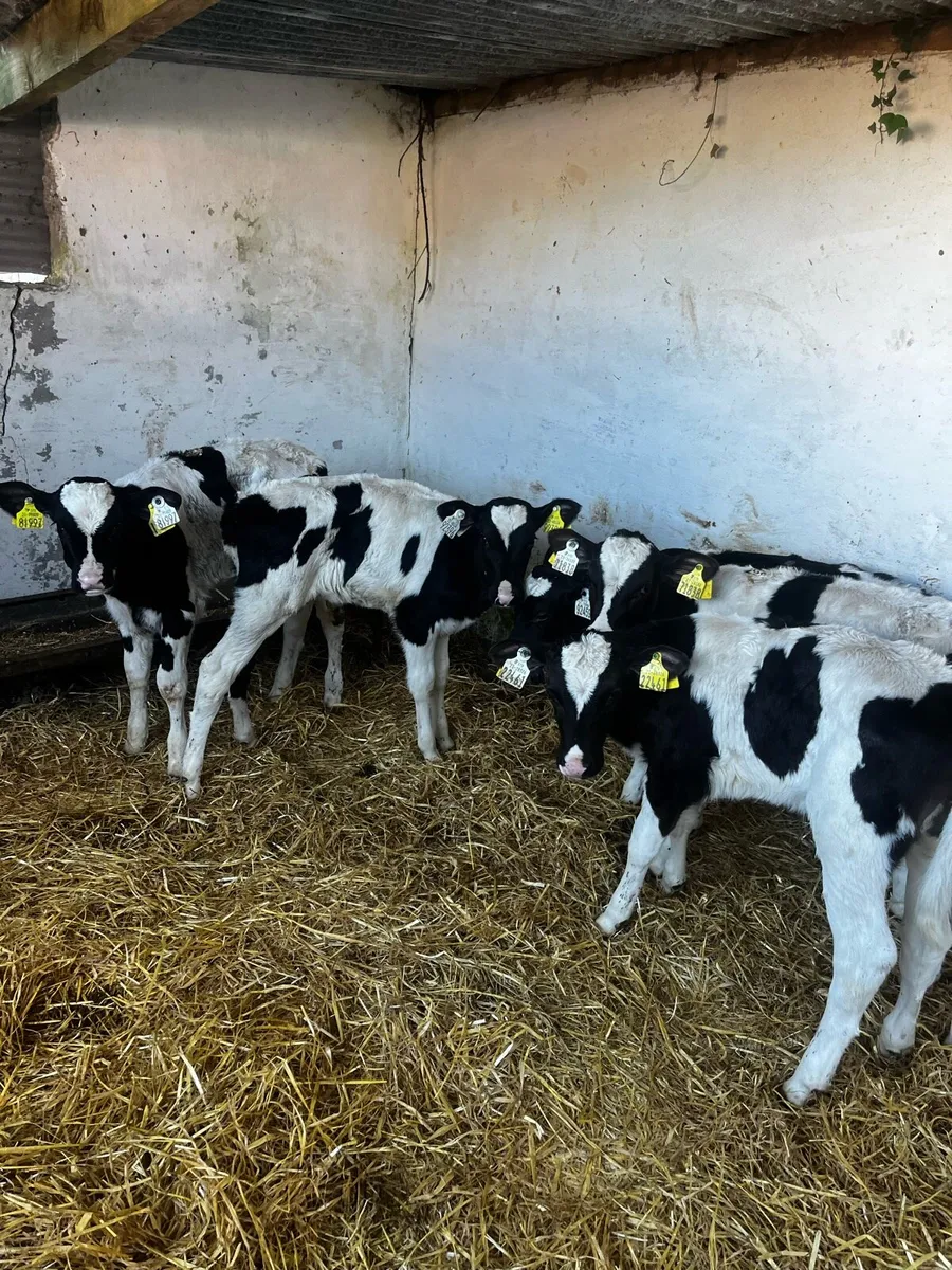 8 friesian heifers - Image 1