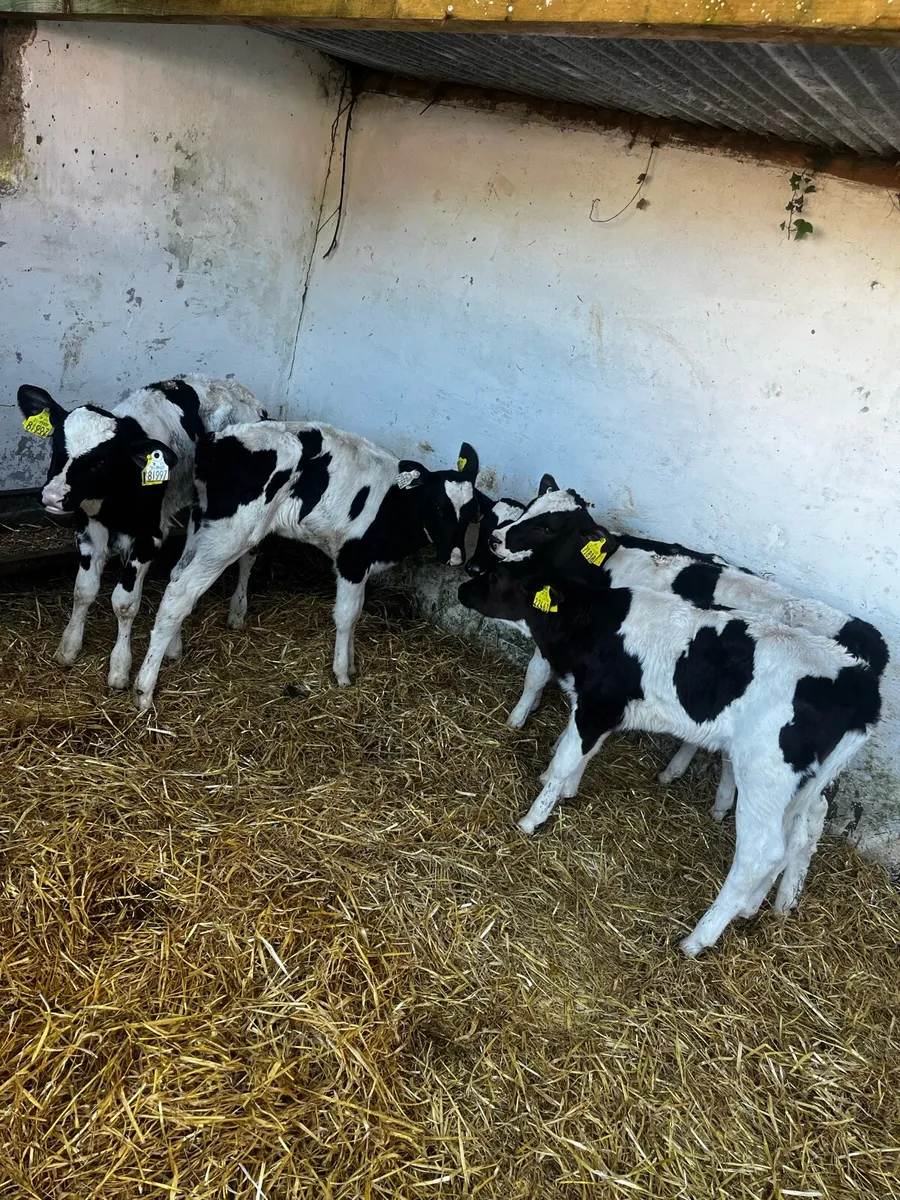 8 friesian heifers - Image 2