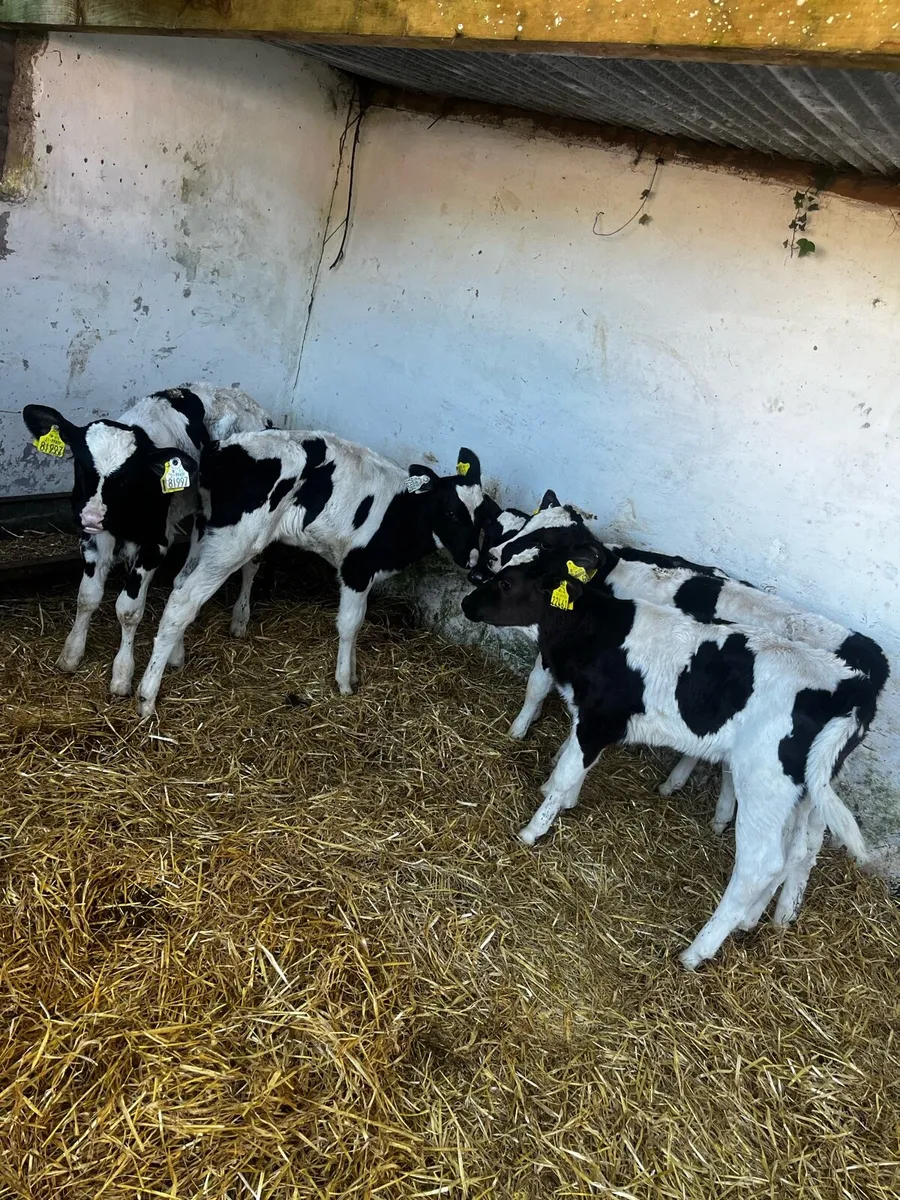 8 friesian heifers - Image 3