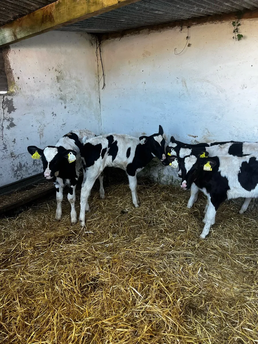 8 friesian heifers - Image 4