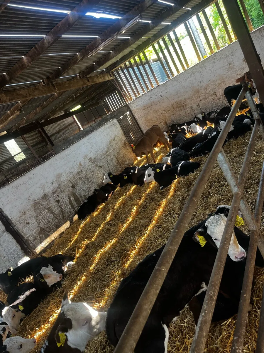 Large selection off suck calves - Image 1