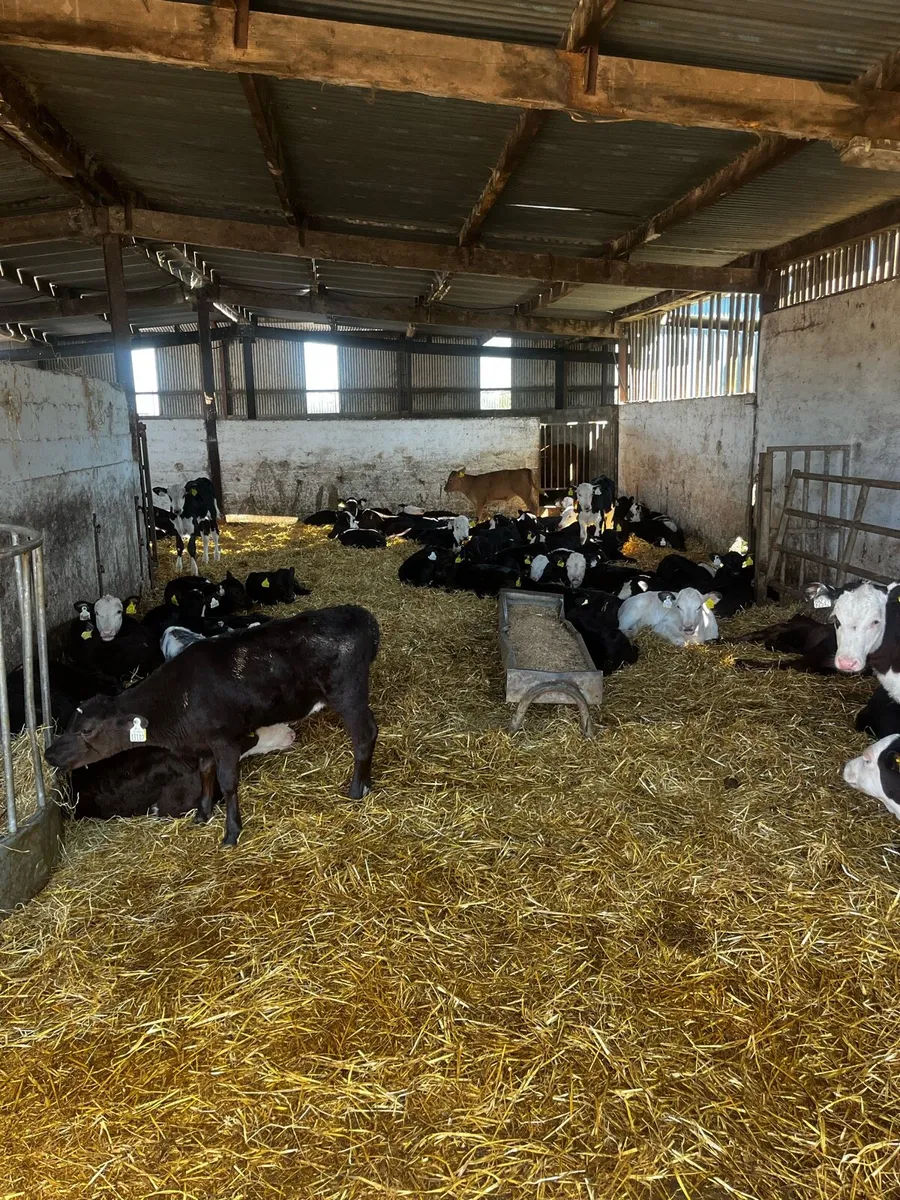 Large selection off suck calves - Image 2