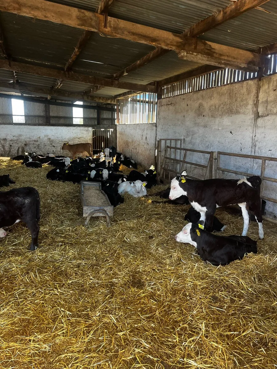 Large selection off suck calves - Image 3