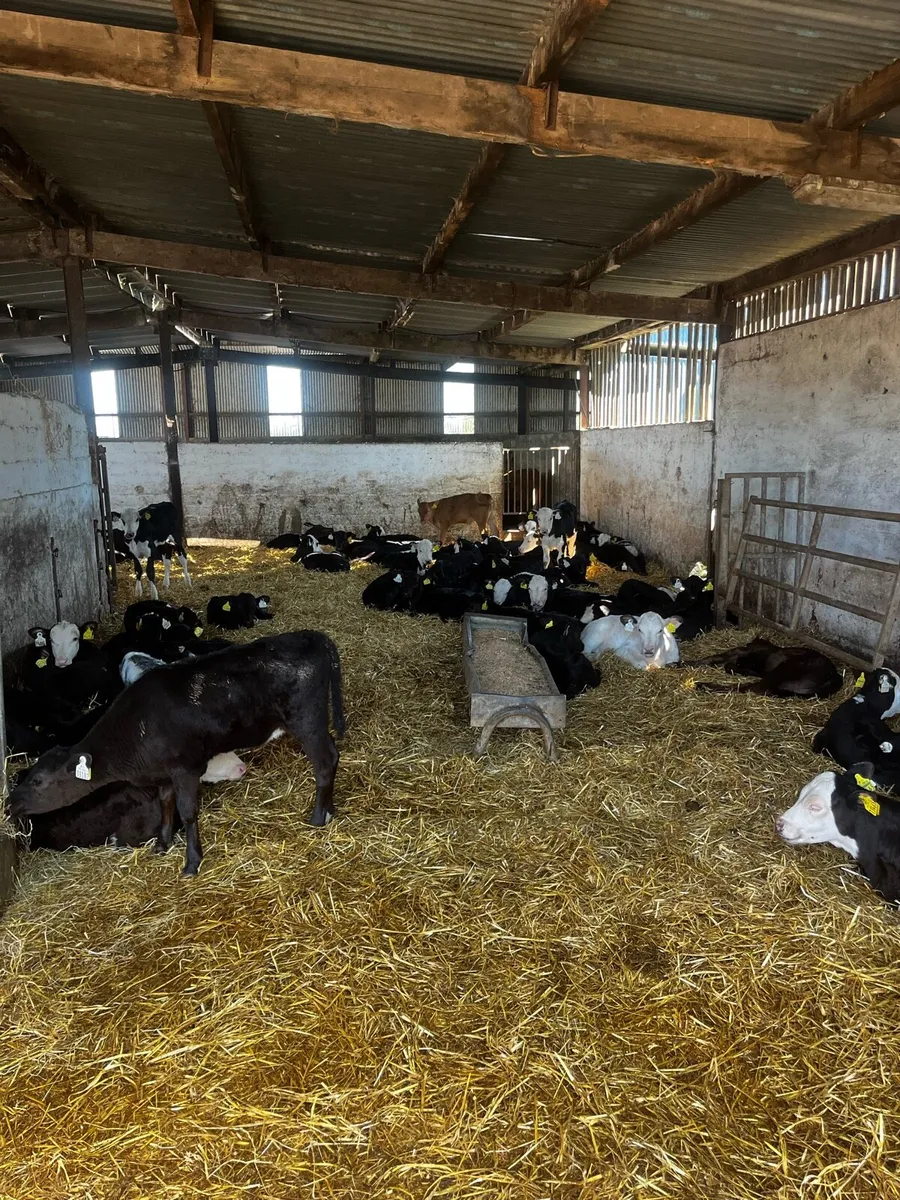 Large selection off suck calves - Image 4