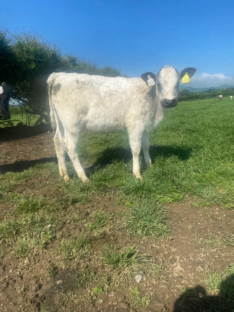 Reared Calfs - Image 1