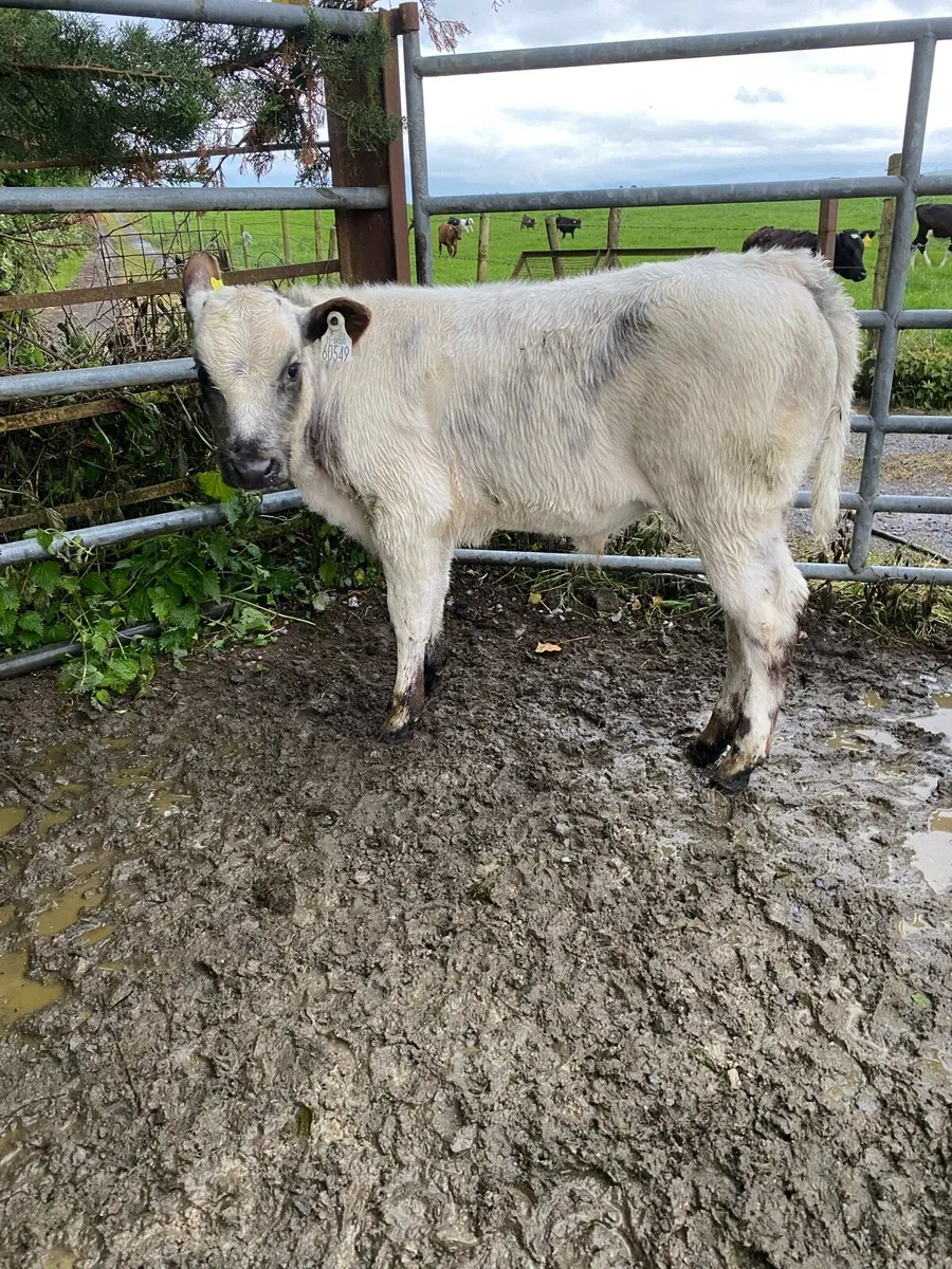 Reared Calfs - Image 2