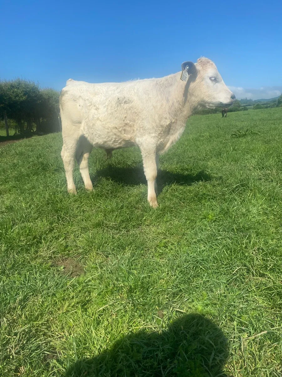 Reared Calfs - Image 3