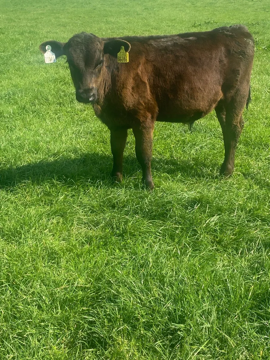 Reared Calfs - Image 4