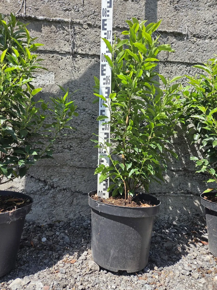 Portuguese Laurel Hedging 70-90cm 10ltr - Image 3