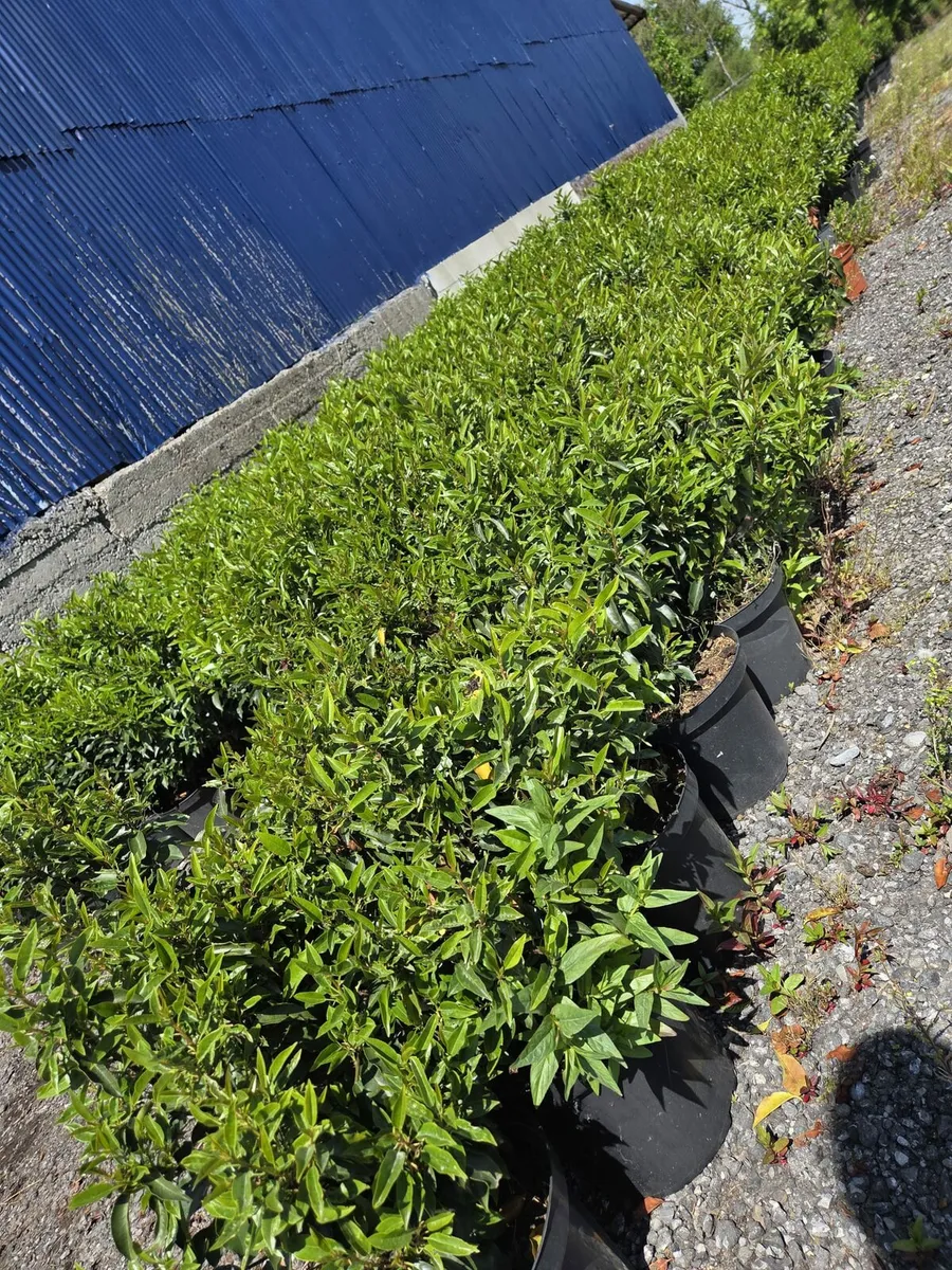Portuguese Laurel Hedging 70-90cm 10ltr - Image 1