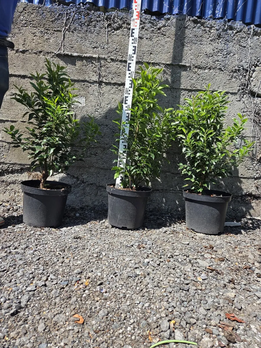 Portuguese Laurel Hedging 70-90cm 10ltr - Image 2