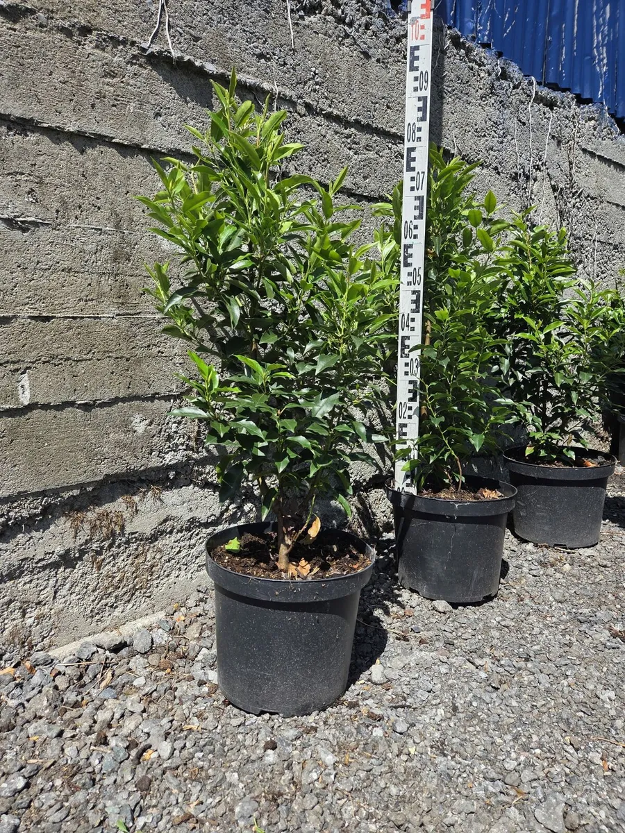 Portuguese Laurel Hedging 70-90cm 10ltr - Image 3