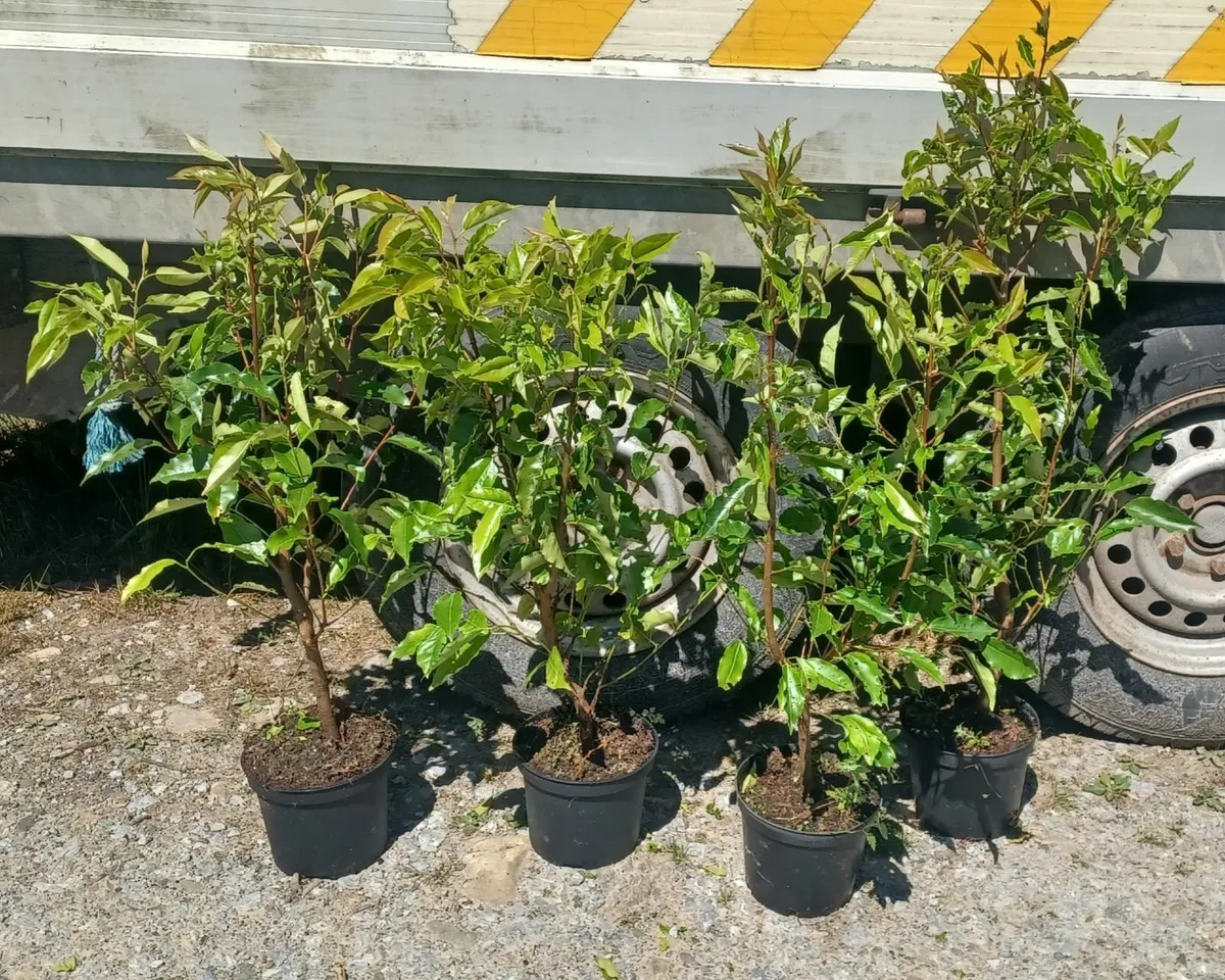 PORTUGESE LAUREL for sale