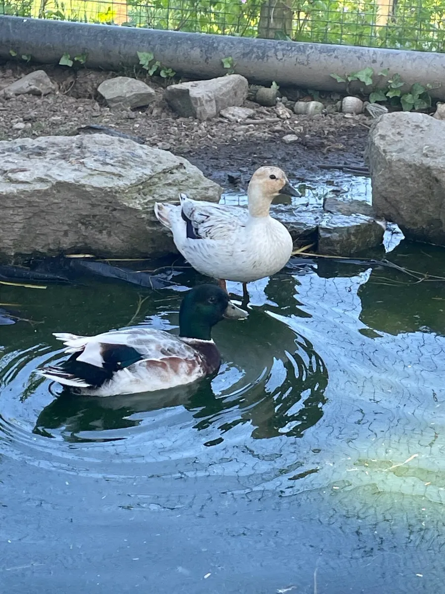 Abacot pair - Image 1