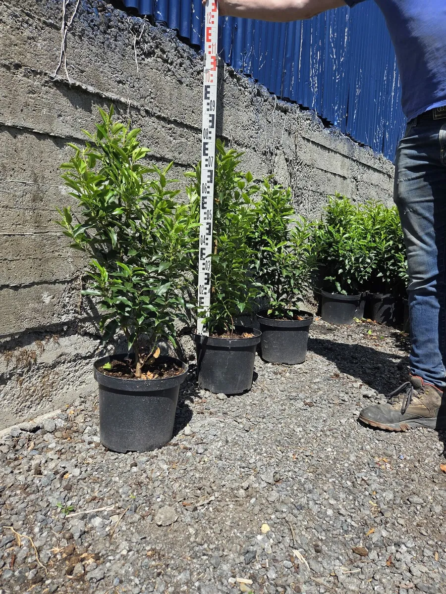 Portuguese Laurel Hedging 70-90cm 10ltr - Image 3