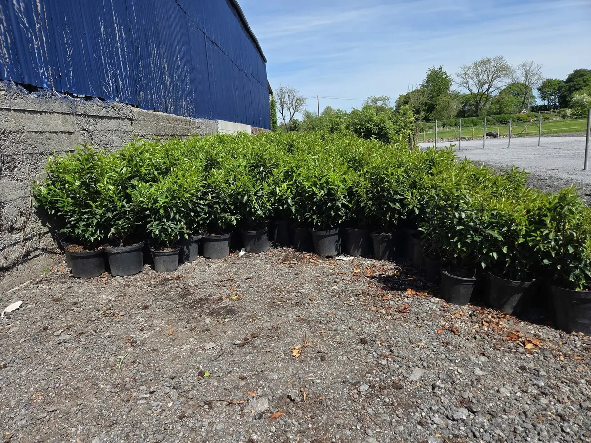 Portuguese Laurel Hedging 60-70cm - Image 2