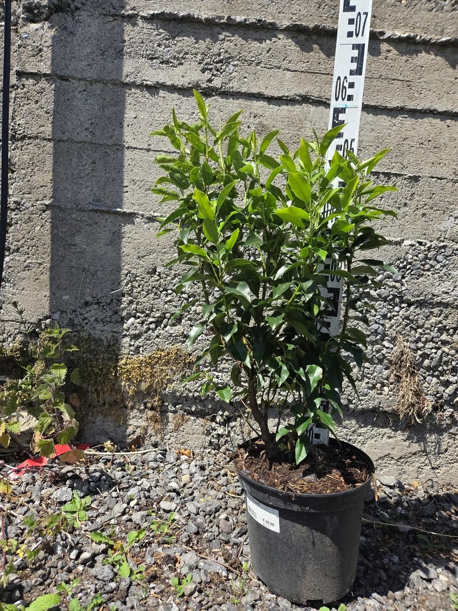Portuguese Laurel Hedging 60-70cm - Image 4