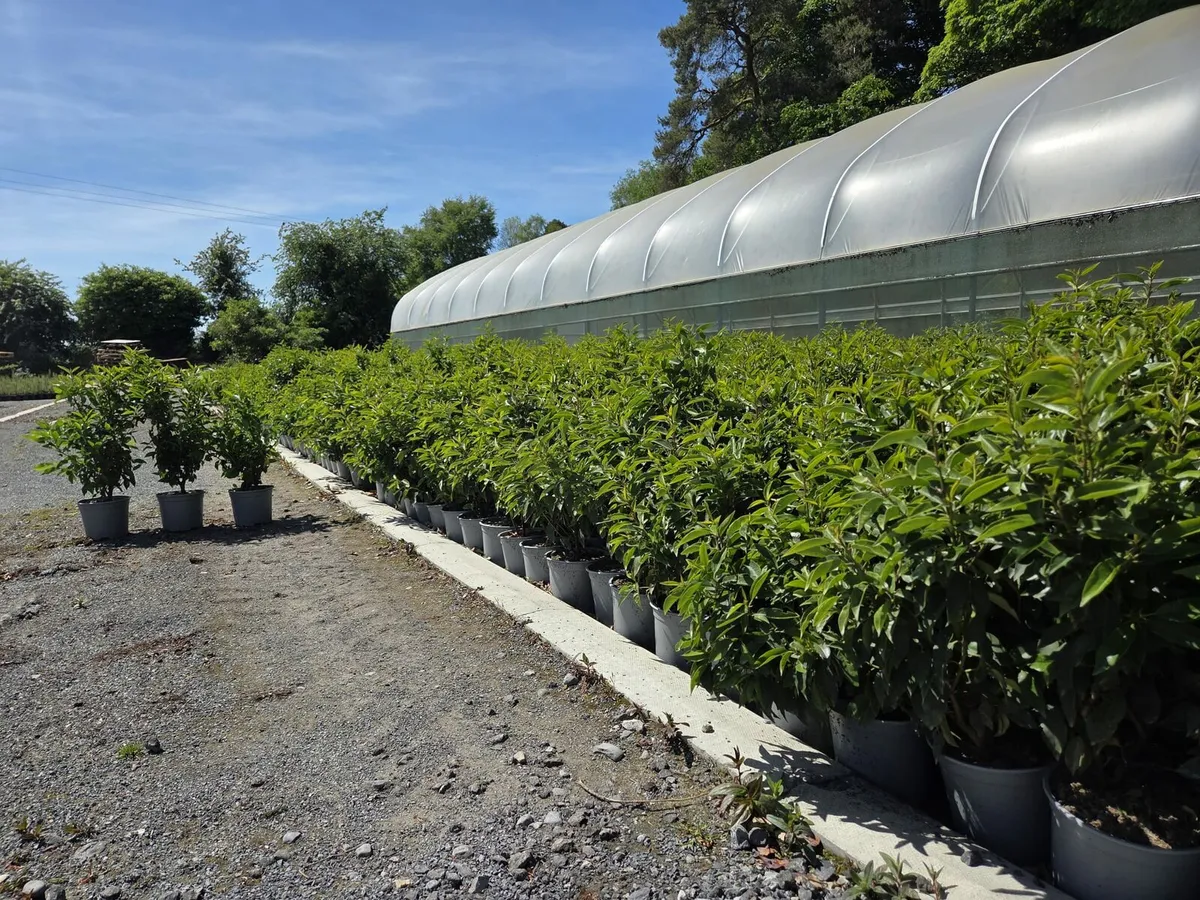 Portuguese Laurel Hedging 40-70cm 3ltr - Image 1