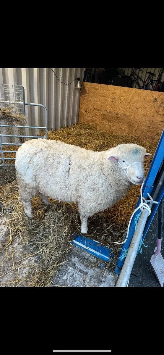 PBNR Dorset ram - Image 1