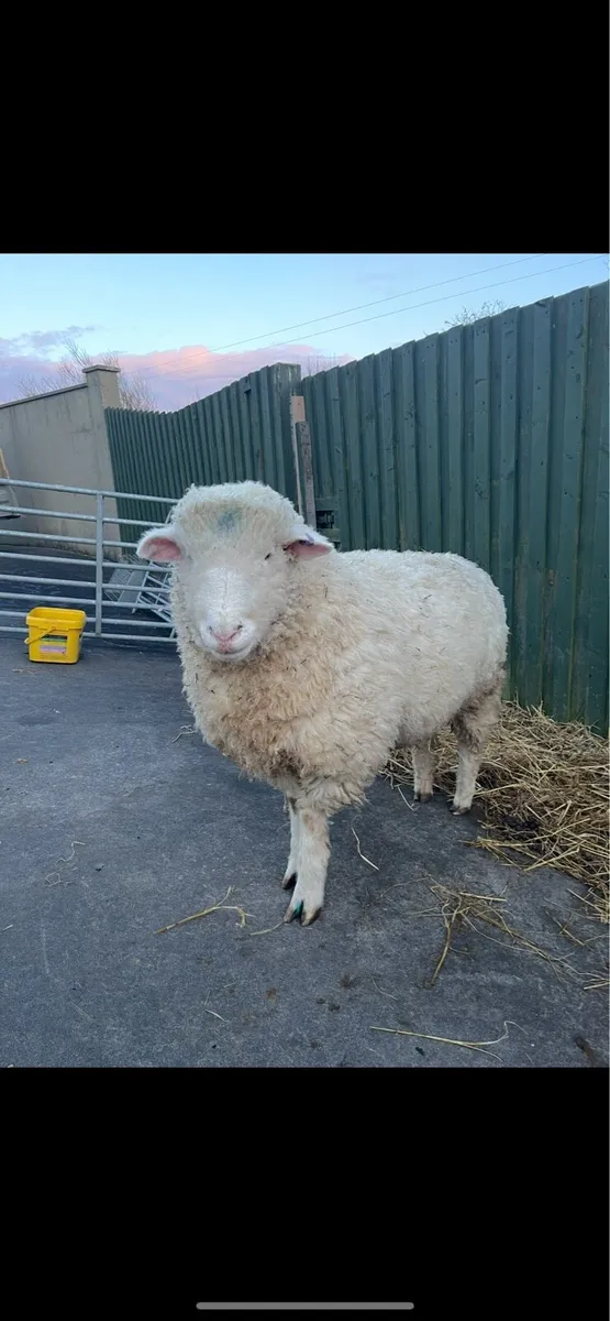 PBNR Dorset ram - Image 2
